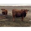 Image 7 : Travis Thiessen - 12 RBF Bred Heifers (Rockyford, AB)
