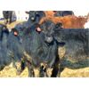 Image 2 : DP Cattle Co. - 825# Weaned Heifers - 62 Head (Gem, AB)