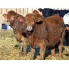 Image 5 : DP Cattle Co. - 825# Weaned Heifers - 62 Head (Gem, AB)