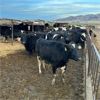 Image 2 : Idaho Dairies/Ranches - 49 cows & 3 steers (Burley, ID)