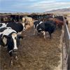 Image 3 : Idaho Dairies/Ranches - 49 cows & 3 steers (Burley, ID)