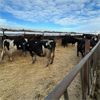 Image 4 : Idaho Dairies/Ranches - 79 cows & 1 bull (Burley, ID)
