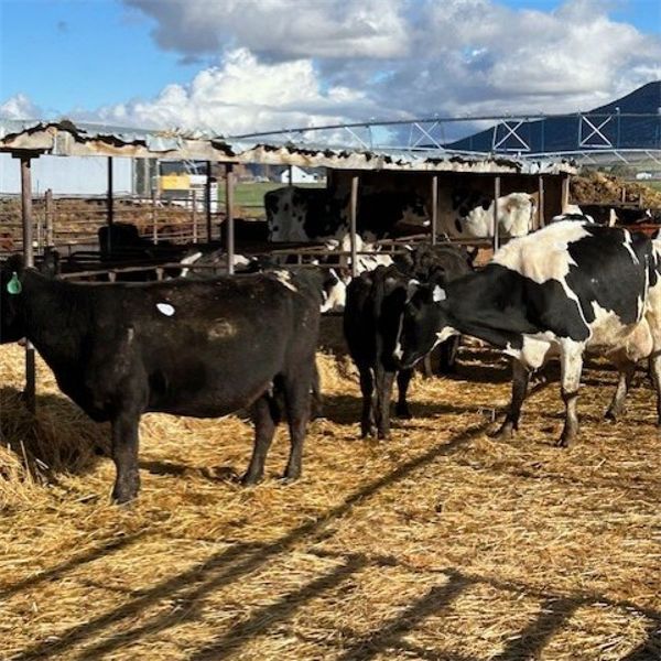 Idaho Dairies/Ranches - 39 cows (Burley, ID)