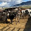 Image 3 : Idaho Dairies/Ranches - 39 cows (Burley, ID)