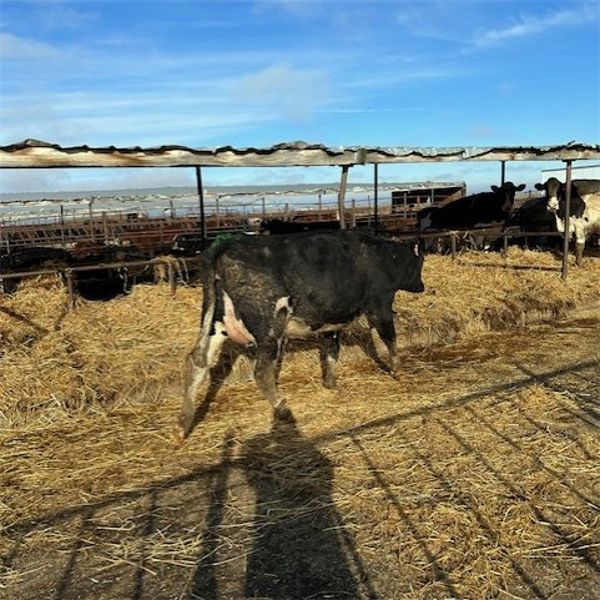 Idaho Dairies/Ranches - 32 cows (Burley, ID)
