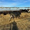Image 1 : Idaho Dairies/Ranches - 32 cows (Burley, ID)
