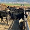 Image 2 : Idaho Dairies/Ranches - 32 cows (Burley, ID)