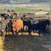 Image 1 : Idaho Dairies/Ranches - 46 cows & 1 bull (Burley, ID)