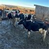 Image 3 : Idaho Dairies/Ranches - 46 cows & 1 bull (Burley, ID)