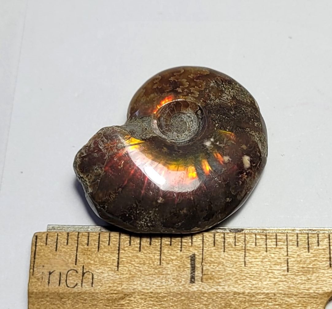 23) COMPLETE AMMONITE IRRIDESCENT FOSSIL SHELL,