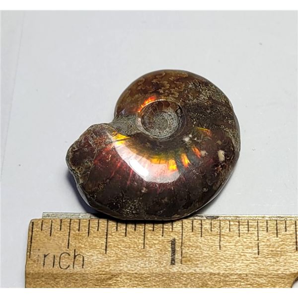 23) COMPLETE AMMONITE IRRIDESCENT FOSSIL SHELL,