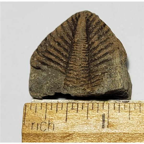 22)  NATURAL INSECT FOSSIL SPECIMEN, 121 GRAMS.