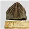 22)  NATURAL INSECT FOSSIL SPECIMEN, 121 GRAMS.