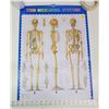 Image 1 : Human skeleton diagram poster - glossy finish