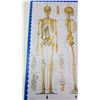 Image 2 : Human skeleton diagram poster - glossy finish