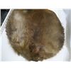Image 2 : beaver pelt - stretched, untanned