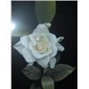 Image 2 : FRAMED PRINT "GARDENIA GLORY"    ITEM #11183