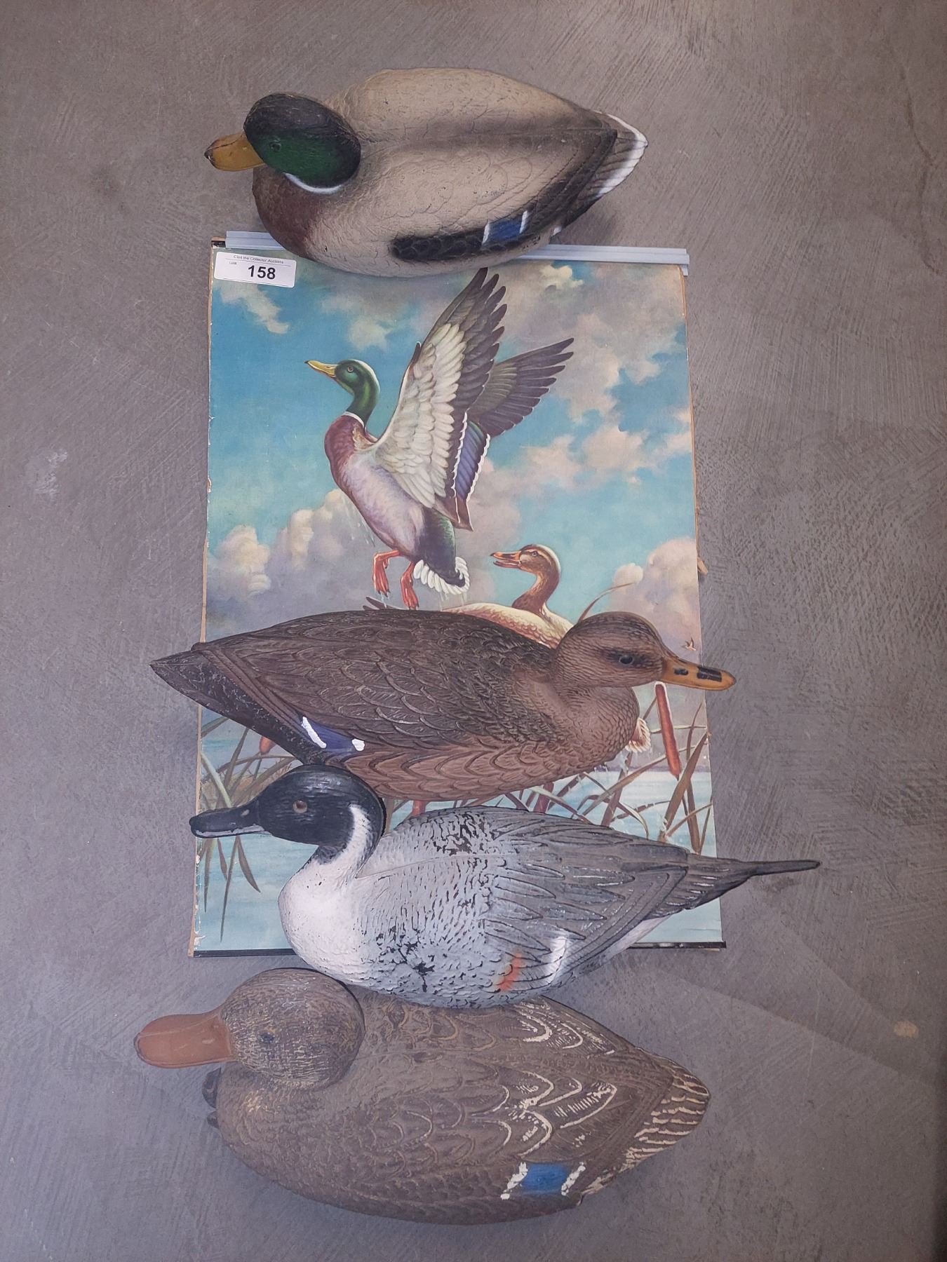 Ducks Collection Duck Collection