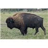 Image 10 : Herd of Over 50 Head of Buffalo/Bison