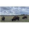 Image 11 : Herd of Over 50 Head of Buffalo/Bison