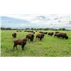 Image 1 : Herd of Over 50 Head of Buffalo/Bison