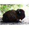Image 2 : Herd of Over 50 Head of Buffalo/Bison