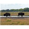 Image 3 : Herd of Over 50 Head of Buffalo/Bison
