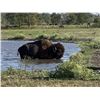 Image 4 : Herd of Over 50 Head of Buffalo/Bison