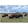 Image 5 : Herd of Over 50 Head of Buffalo/Bison