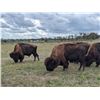 Image 6 : Herd of Over 50 Head of Buffalo/Bison