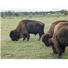 Image 7 : Herd of Over 50 Head of Buffalo/Bison