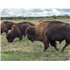 Image 8 : Herd of Over 50 Head of Buffalo/Bison