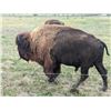 Image 9 : Herd of Over 50 Head of Buffalo/Bison