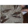 Image 2 : Fossilized Fish Slate