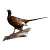 Image 1 : Pheasant Taxidermy Mount