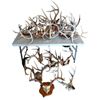 Image 1 : Collection of Antlers