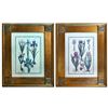 Image 1 : Pair of Vintage Framed Botanical Iris Plate Prints