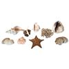 Image 2 : Large Sea Shell Collection