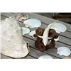 Image 8 : Large Sea Shell Collection