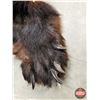 Image 4 : Black Bear Hide (Rug) (w/Claws) (66" x 65") (SEE PICS!)