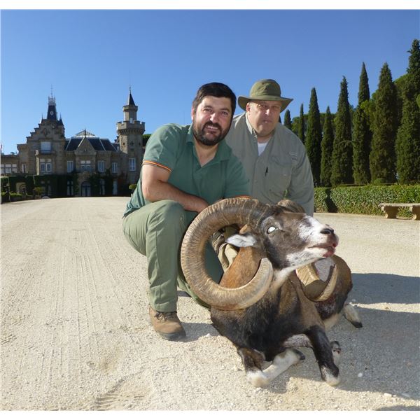 4-day hunt in Spain for Iberian Mouflon Sheep with Giuseppe & Curro Carrizosa-SPAIN