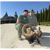 Image 1 : 4-day hunt in Spain for Iberian Mouflon Sheep with Giuseppe & Curro Carrizosa-SPAIN
