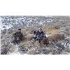 Image 3 : 3-Day Idaho Cow Elk Hunt for one youth hunter and one adult observer with Big Lost River Outfitters