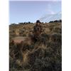 Image 5 : 3-Day Idaho Cow Elk Hunt for one youth hunter and one adult observer with Big Lost River Outfitters