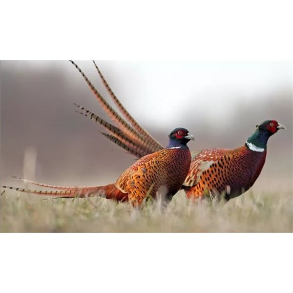 3-night and 2-day Idaho Pheasant Hunt for Two Hunters with South Hills Lodge