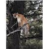 Image 4 : 6-day Idaho Mountain Lion Hunt for One Hunter with McGowan Outfitting