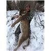 Image 5 : 6-day Idaho Mountain Lion Hunt for One Hunter with McGowan Outfitting