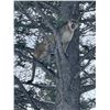 Image 7 : 6-day Idaho Mountain Lion Hunt for One Hunter with McGowan Outfitting