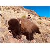 Image 1 : 7-day Mexico Free Range Cow Bison Hunt with Mesquite Mountain Outfitters