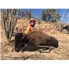 Image 4 : 7-day Mexico Free Range Cow Bison Hunt with Mesquite Mountain Outfitters